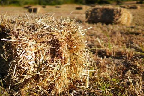 Close-up of a bale of straw in a field. 스톡 사진