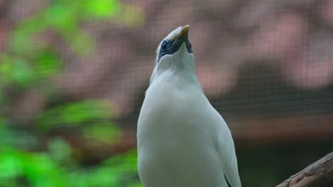 Close Up Bali myna 스톡 동영상 242325741