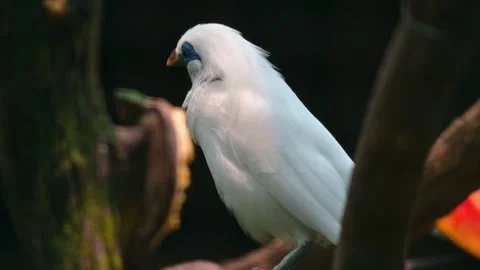 Close Up Bali myna 스톡 동영상 242325882