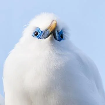 Close up of a Bali starling Stock Photos