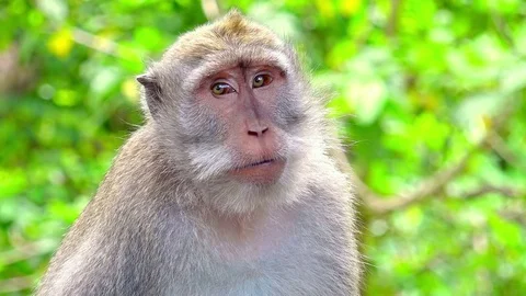 Close-up of balinese exotic forest monkey chewing food. Indonesia Stock-Footage 72930831