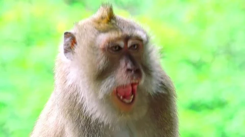 Close-up of Balinese long-tailed macaque looking around and yawning Stock Footage 74674822