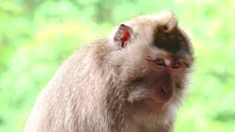 Close-up of Balinese long-tailed macaque looking around and yawning. Indonesia Video stock 75772118
