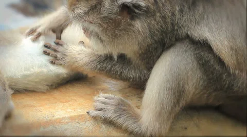 A close-up of Balinese Monkey Picking Fleas Stock Footage 35489026