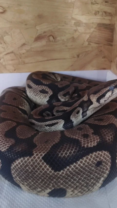 Close-up of a ball python with cloudy eyes Stockbeeldmateriaal 341110120