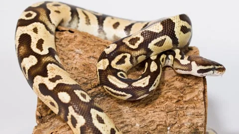 Close Up of Ball Python Coiled on Textured Wood Log Stock Footage 326019556
