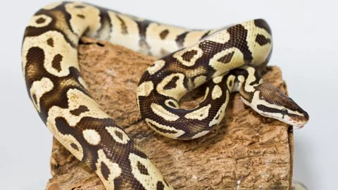 Close Up Ball Python Coiled on Wood with Tongue Flicking Vidéo 329144230