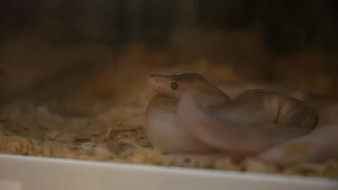 Close-up of a ball python coiled on wood shavings inside a terrarium. Photos