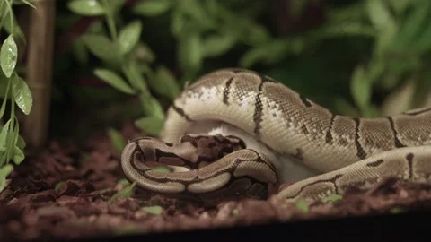 Close up Of Ball Python Eating A Rodent Inside The Vivarium Cage. Stock Footage 159207403