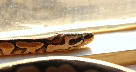 Close up on ball python 스톡 동영상 142908609