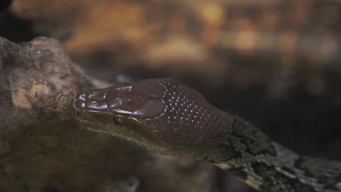 Close up of Ball Python head Video stock 322171456