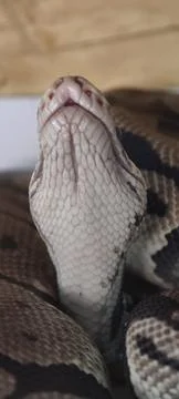 Close-up of ball python head Foto stock