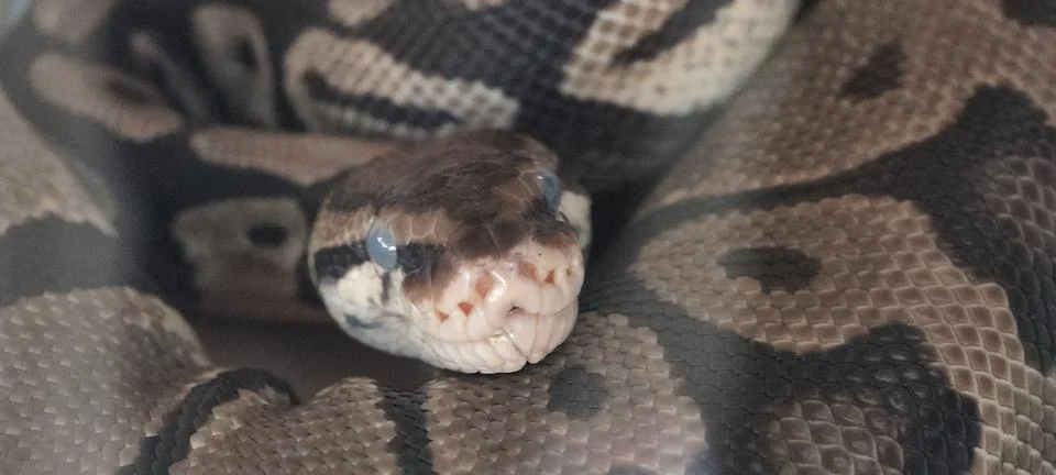 Close-up of a ball python Foto stock