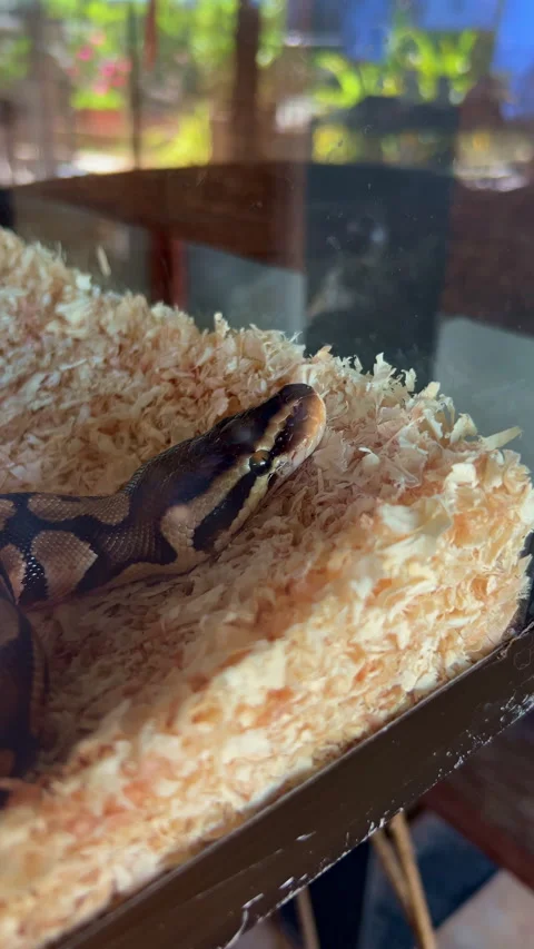 Close Up Ball Python Resting Inside Glass Terrarium Exotic Pet Reptile Stock Footage 329503048