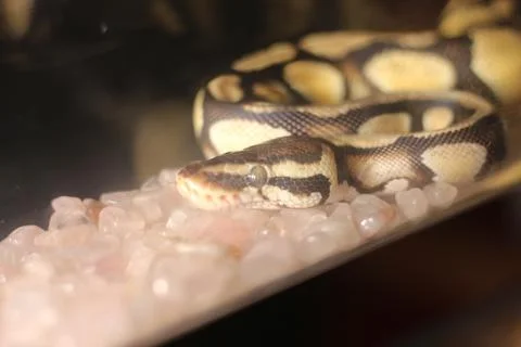 A close up of a ball python resting on pink pebbles with its head visible, sh Stock Photos