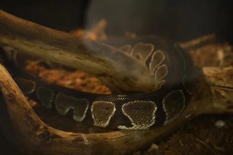 Close-Up of Ball Python Resting on Wooden Branches in Natural Habitat 스톡 사진
