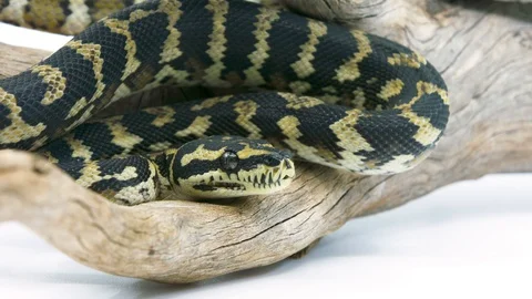 Close-up of a ball python snake on a branch coiled and watching its prey Stock Footage 100403948