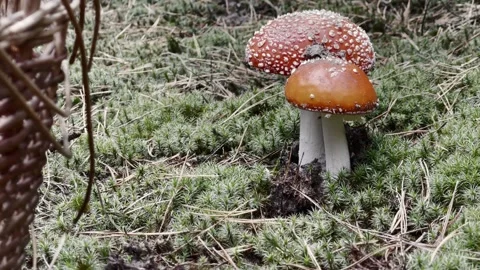Close-Up Ballet of Red Fly Agarics Stock Footage 255462499