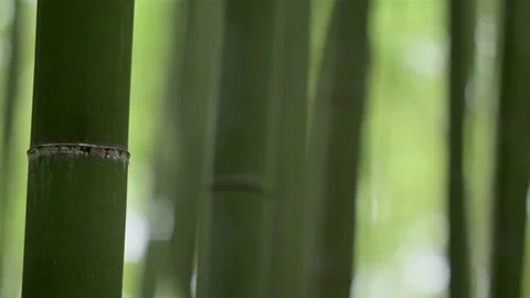 Close up of bamboo focus shift 2 Stock Footage 133148252
