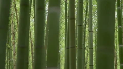 Close up of bamboo focus shift Stock Footage 133148256