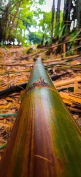 Close-up of bamboo on the forest floor Stock Photos