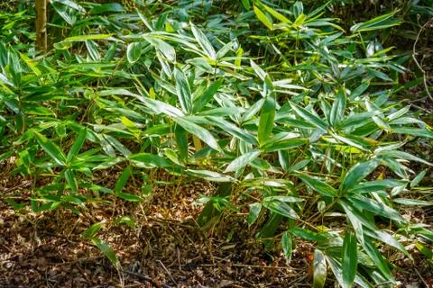 Close up of bamboo in the forest 库存照片