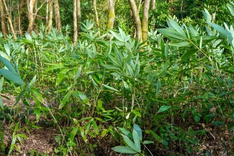 Close up of bamboo in the forest 写真素材