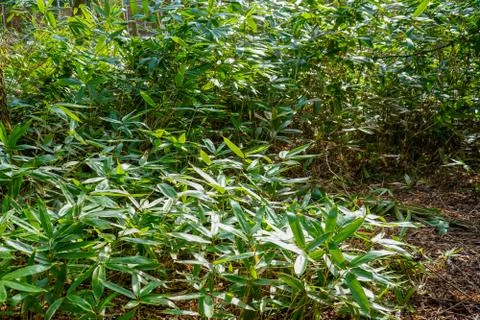 Close up of bamboo in the forest 库存照片