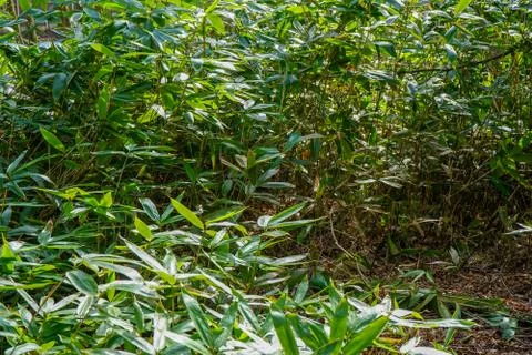 Close up of bamboo in the forest Stockfoto's
