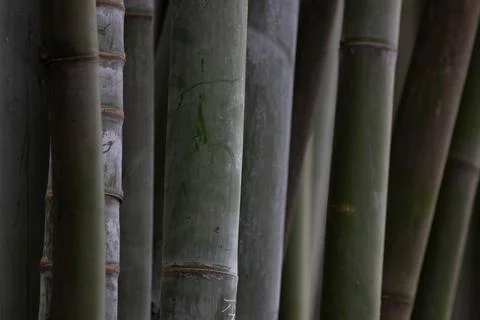 Close up Bamboo grove in the panda base, China Stock Photos