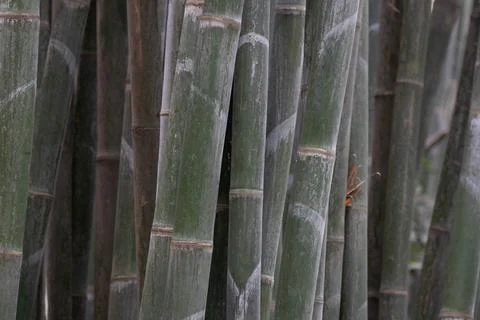 Close up Bamboo grove in the panda base, China Stock Photos