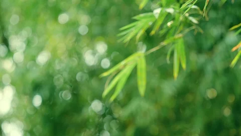 Close up bamboo leaf in the sunlight morning , Nature fresh green background Stock Footage 122313676