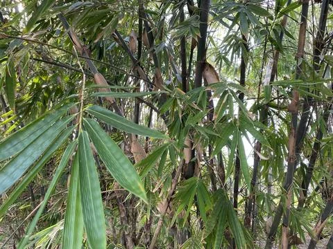 Close up bamboo leave on the tree Stock Photos
