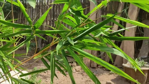 Close up Bamboo leaves blowing in the wind Stock Footage 295624813