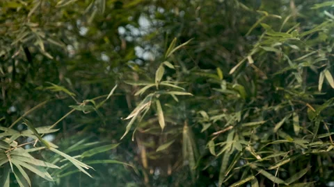 Close-up of bamboo leaves moving in the wind - Cool sun flare passing 스톡 동영상 168928156