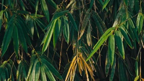 Close-Up of Bamboo Leaves with One Yellow Leaf Among Green Foliage, Leaf Stock Footage 334378470