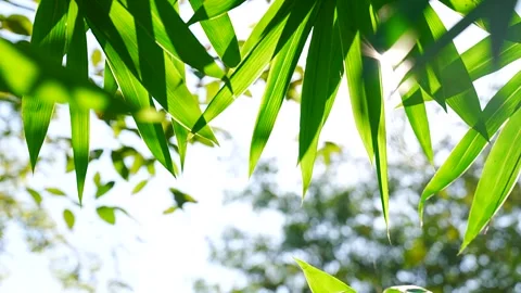 Close Up Bamboo Leaves with Sunlight Shining Through Green Foliage Stock Footage 340266568