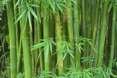 Close up to the bamboo Stock Photos