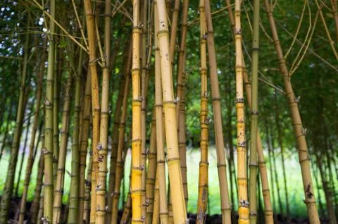 Close up of bamboo plants Stock Photos