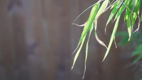 Close up of a bamboo shoot, leaf. Видео 243097300