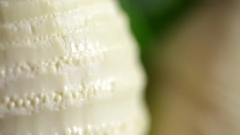 Close-up of bamboo shoots Stock Footage 236558570