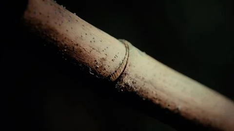 Close-up of a bamboo stalk's textured surface reveals earthy dirt 스톡 사진