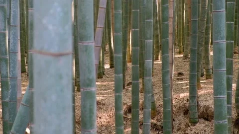 Close up on bamboo stem with rack focus technique in bamboo forest, Kyoto, Japan Stock Footage 131906759