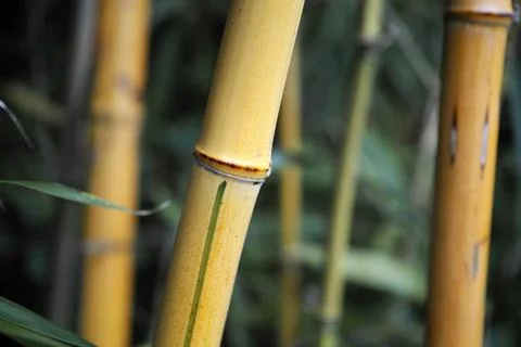 Close-up of bamboo stems  Stock Photos