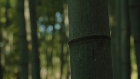 Close-up of bamboo texture. Stock Footage 129789714