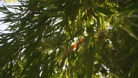 Close up of bamboo tree branches with the sun and beautiful glare Stock Footage 139311099