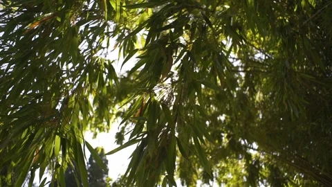 Close up of bamboo tree branches with the sun and beautiful glare Stock Footage 139345756