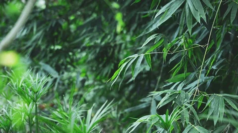 Close up bamboo tree leaf in tropical forest, fresh nature in macro footage Stock Footage 93053664
