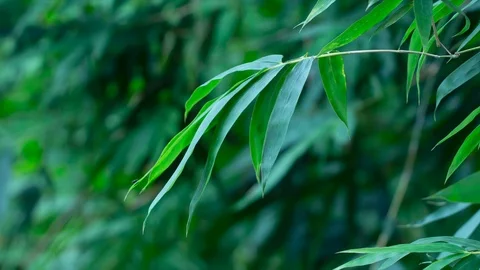 Close up bamboo tree leaf in tropical forest Stock Footage 93053938