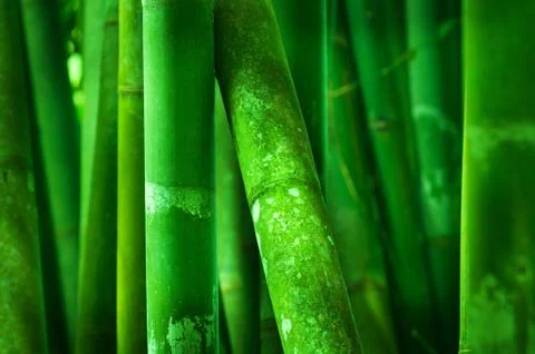 Close up on bamboo tree Stock Photos